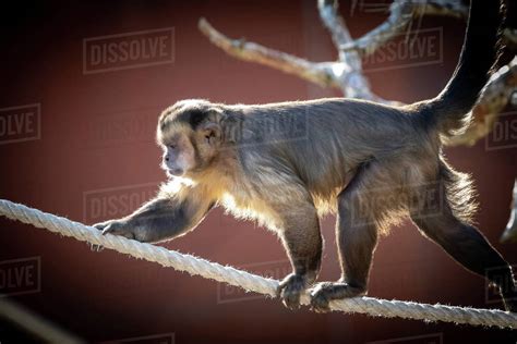 A Tufted Capuchin monkey walking on a rope in the sunshine - Stock ...