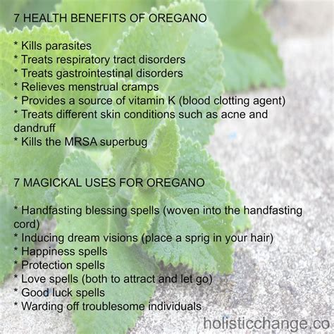 7 Health Benefits and 7 Magickal Properties of Oregano | Health benefits, Magick, Oregano