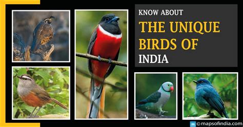 Know about the unique birds of India - India