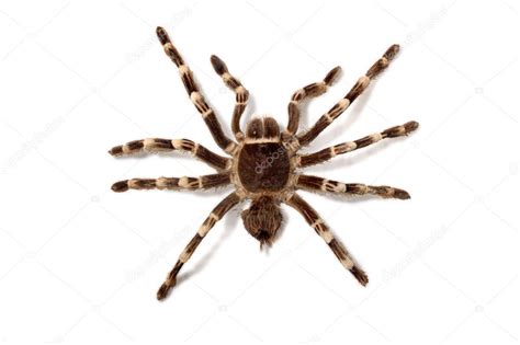 Brachypelma Smithi — Stock Photo © StockMax #2597627