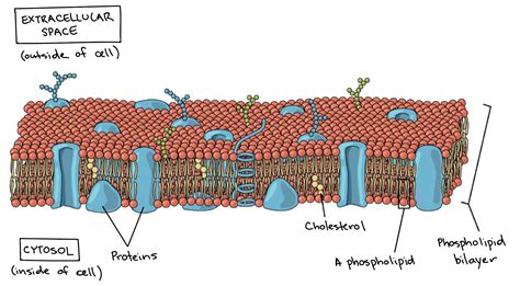 SENTHIL PRABHU SIVASAMY: Cell Biology: Bacterial Cell Membrane