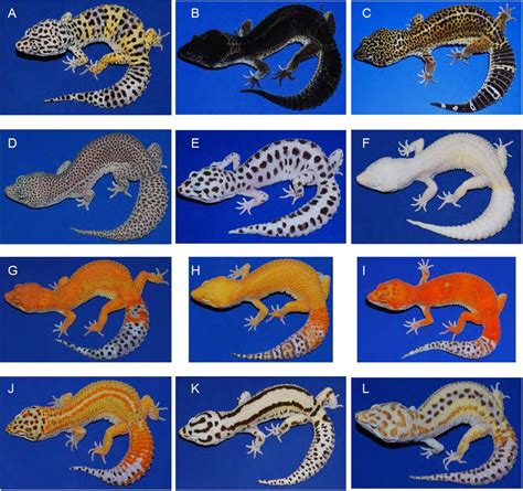 Leopard Gecko Colors