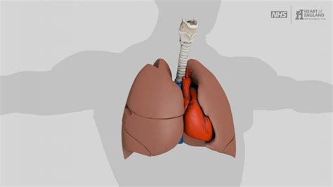 Lung biopsy | Thoracic Surgery University Hospitals Birmingham