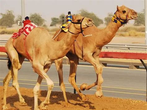 Camel Racing in Dubai, United Arab Emirates | The Travel Tart Blog