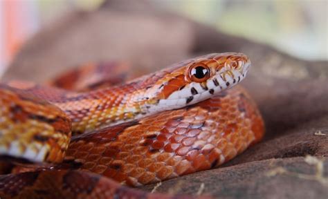 Corn Snake Care Sheet: Diet, Habitat, Tank Setup & More