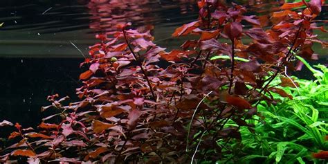 Ludwigia palustris ‘Super Red’ | ECOAquariums