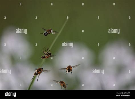 Hoverflies in flight Stock Photo - Alamy