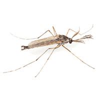 Midges - Midges And Mosquitoes Key Differences San Mateo County ...