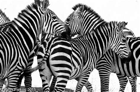 Tarangire Zebras | Tarangire National Park, Tanzania, has hu… | Flickr