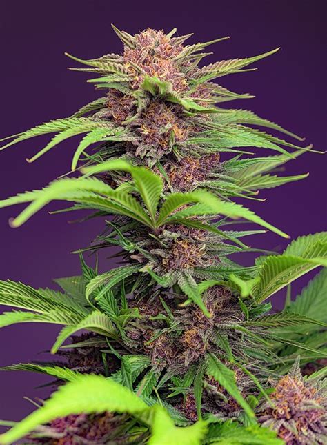 Semillas automáticas Red Mimosa XL de Sweet Seeds.