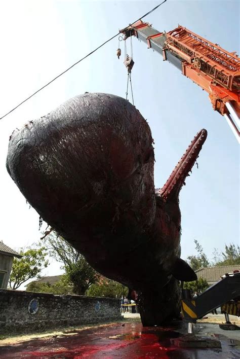 Fifty-tonne whale explodes showering pedestrians and traffic in blood and organs - Big World Tale