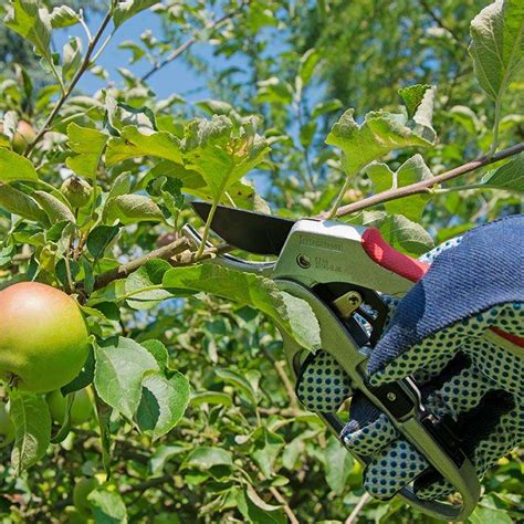 Fruit Tree Pruning Edmonton | Ask The Experts At Arbor Man