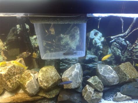 New to African Cichlids breeding PLEASE Help - Aquarium Advice - Aquarium Forum Community