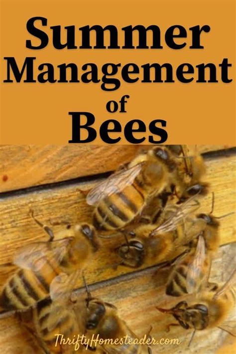 Summer Management of Honey Bees - The Thrifty Homesteader | Bee keeping, Bee friendly ...