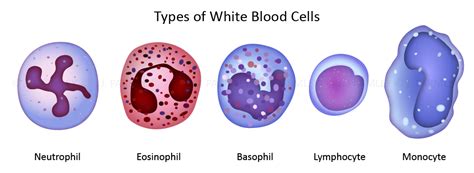 WBC Types – Jessica Parmley