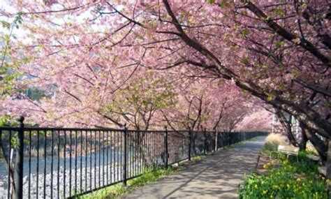 11+ Gambar Pemandangan Taman Bunga Sakura - Galeri Bunga HD