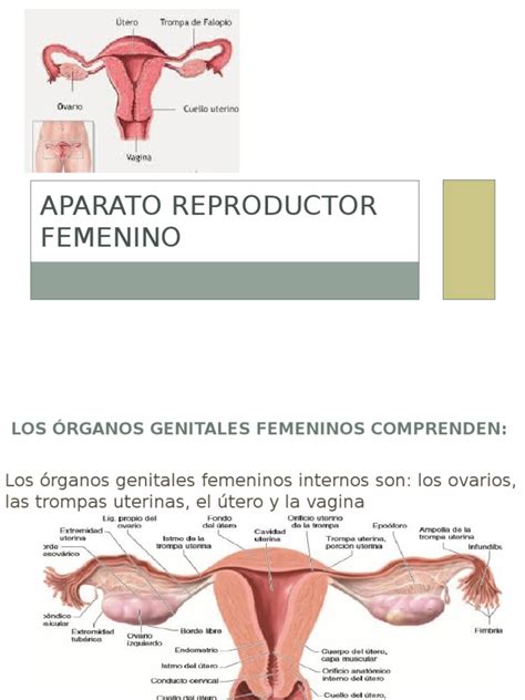 APARATO REPRODUCTOR FEMENINO | Útero | Labios