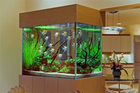 15 Amazing Home Aquarium Ideas You Must See