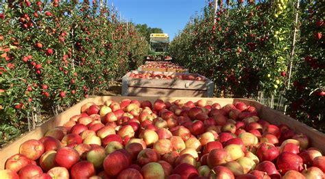 Kent apple harvest 2019: AC Goatham & Son still the UK’s largest apple and pear grower