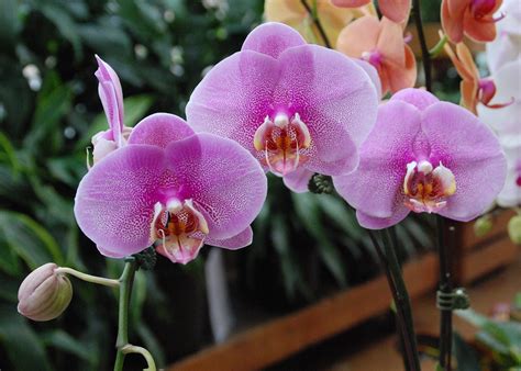 Growing and Reblooming Moth Orchids - Carthage News Online