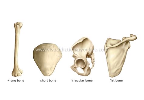 HUMAN BEING :: ANATOMY :: SKELETON :: TYPES OF BONES image - Visual Dictionary Online