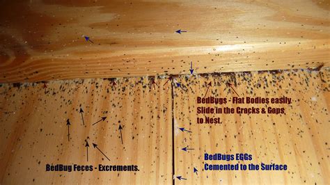 Real Life Bed Bugs Infestations' Pictures 1 | Pest Control of Bed Bugs, Fleas and Cockroaches.