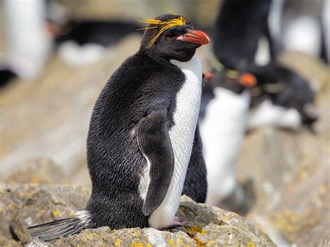 Top 128 + Penguins with hair on head - polarrunningexpeditions