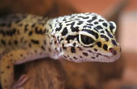 Tokay Gecko - Description, Habitat, Image, Diet, and Interesting Facts