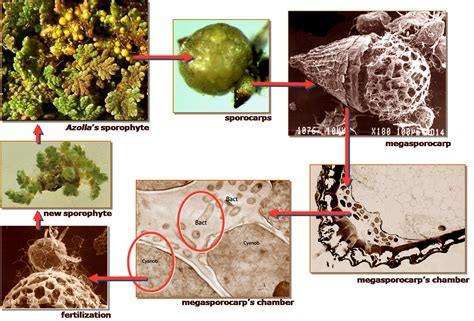 the Azolla Superorganism - Azolla Foundation