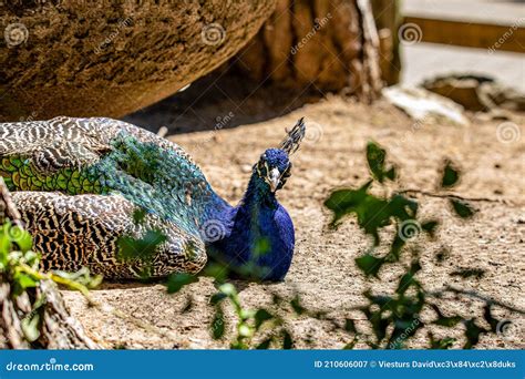 Beautiful Peacock Head. Portrait of Beautiful Peacock with Feathers ...