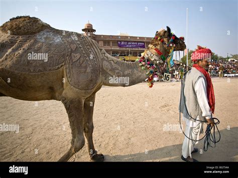 Skin decorated camel. Bikaner Camel Festival. Rajasthan. India Stock ...