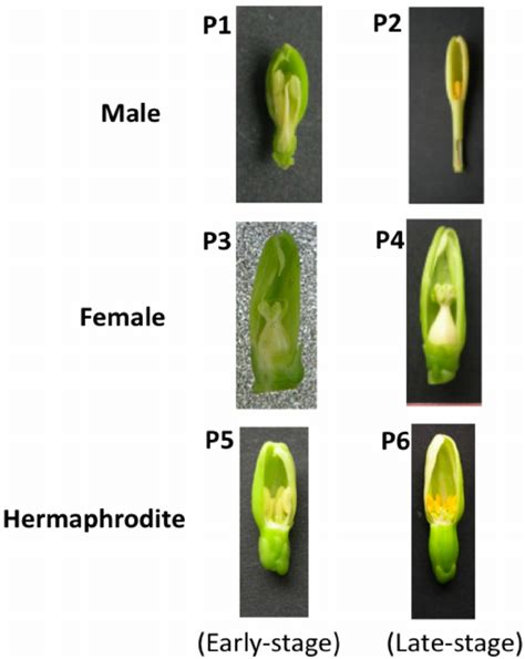 Flower samples for the Ht-SuperSAGE analysis. The papaya flowers used ...