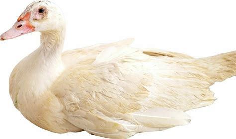 White Muscovy Duck – Orlando Poultry