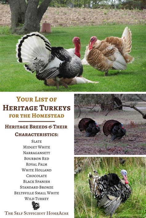 Your List of Heritage Turkey Breeds For the Homestead - The Self Sufficient HomeAcre | Turkey ...