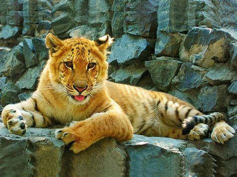 15 Liger Cubs ideas | liger, cubs, male lion