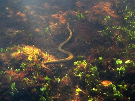 Beaked Sea Snake – "OCEAN TREASURES" Memorial Library