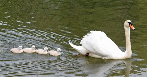 Japan Photo Journal: Mute swan hatchlings grace Japanese univ.'s ...