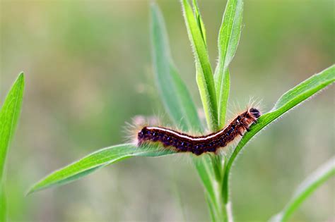 tent caterpillar control and treatments for the yard home and garden