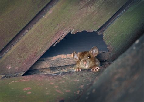 Signs of an Infestation of Roof Rats - Flick Pest Control