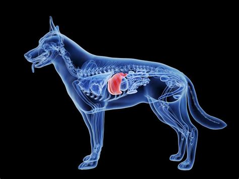 A Brief Guide to Liver Function in Pets - My Pet Nutritionist