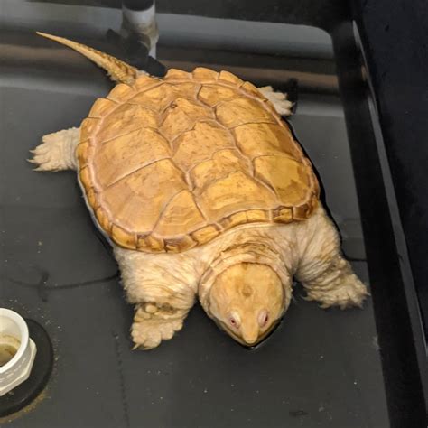 Albino Snapping Turtle for sale online