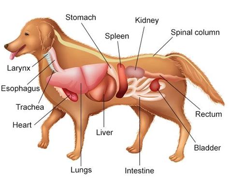 A Visual Guide to Understanding Dog Anatomy With Labeled Diagrams | Dog anatomy, Dog grooming ...