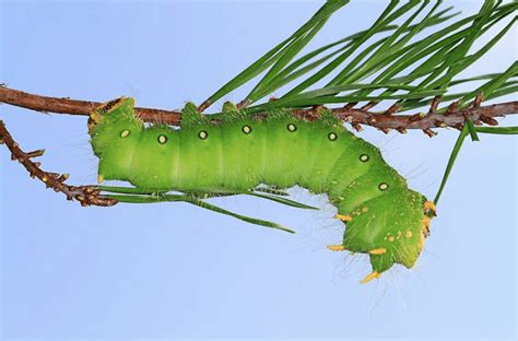 Caterpillar Identification Guide: Find Your Caterpillar With Photos and ...