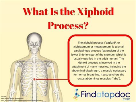 Xiphoid Process Lump In Adults Symptoms - cloudshareinfo