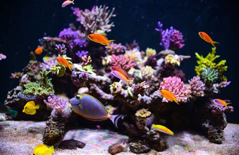 How to Set Up A Saltwater Aquarium (8 Easy Steps)