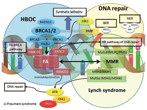 Hereditary mutations in cancer: the use of panels and genetic counselling | Cancer World Archive