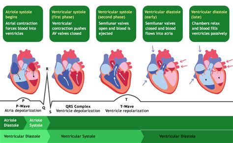 Cardiac Cycle- Phases, Diagram, and Physiology of the Cardiac Cycle