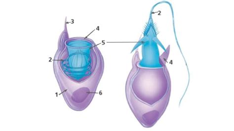 Cnidocyte short Diagram | Quizlet