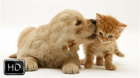 Cute Kittens Playing With Puppies | [+] CUTE KITTENS