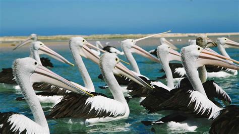 Pelican Feeding at the Entrance | Pullman Magenta Shores Resort